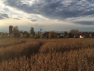 Corn field