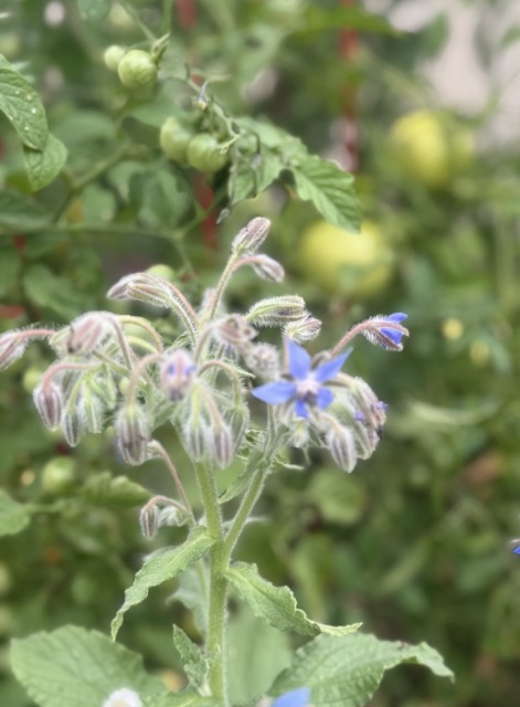 Garden Notes